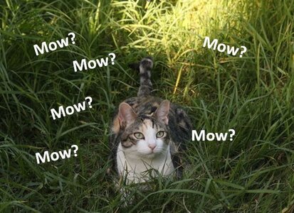 Meow.JPG Meow.JPG