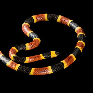 eastern-coral-snake_square.jpeg.jpg