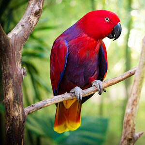 Eclectus-Parrot.jpg