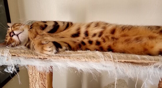 IMG_20230726_165739 copy.jpg