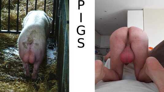 Pigs.jpg