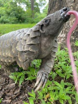 Billy-the-pangolin-February-2022-Torie-Curr-Smith-2-pknc8v0kfxg92ezf97km7pw05dldekz9w094angc1s.jpeg