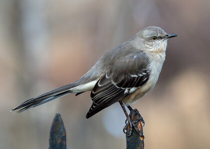 Mockingbird_in_Bay_Ridge_(85082).jpg