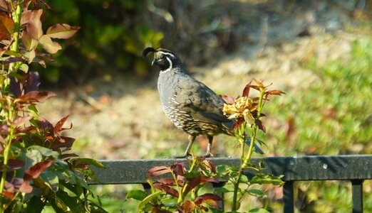 california-quail.jpg