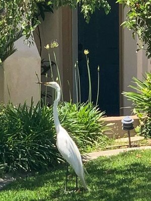 egret.jpg