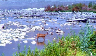 deerinriver.jpg
