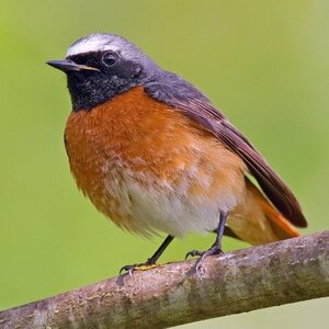 Redstart.jpg