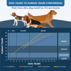 dog-years-to-human-years-1024x1024.jpg