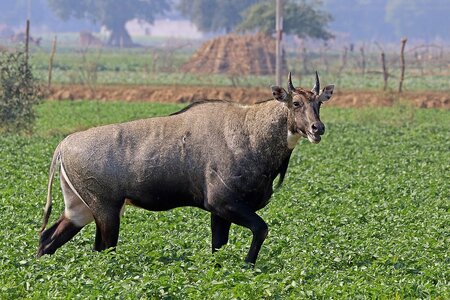 Nilgai_(Boselaphus_tragocamelus)_male.jpg