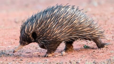 230117142918-02-echidna-heat-study-restricted.jpg