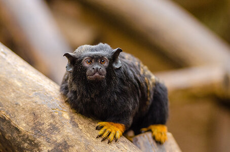 Red-handed-Tamarin.jpg