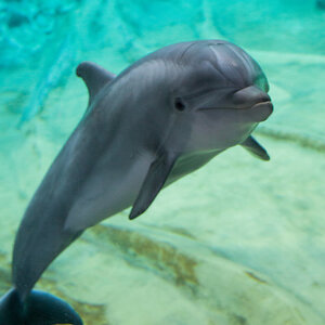 common-bottlenose-dolphin.jpg
