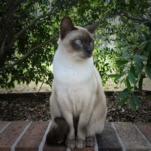 Tonkinese_Cat_-_Leo.jpg