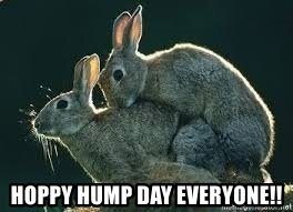 hump day-everyone.jpg hump day-everyone.jpg