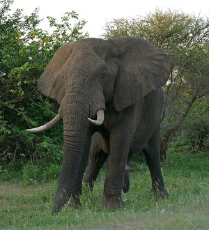 African_Elephant_(Loxodonta_africana)_male_(17289351322).jpg