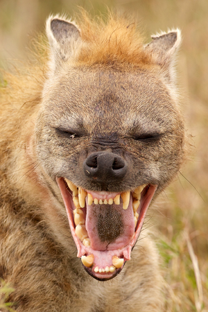 Do Hyena Really Laugh_ Hyena Laughing Sounds Included.png