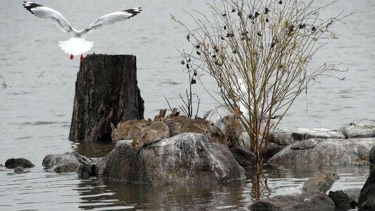 2 rabbits flood.jpg 2 rabbits flood.jpg