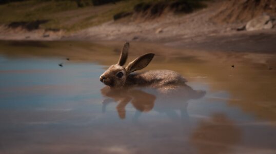 swimming.jpg swimming.jpg