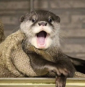 img_1_1692797543249 (1).jpg