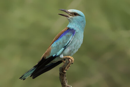 Coracias_garrulus_-_European_roller_05.jpg