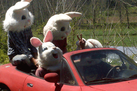 bunnies in car.gif