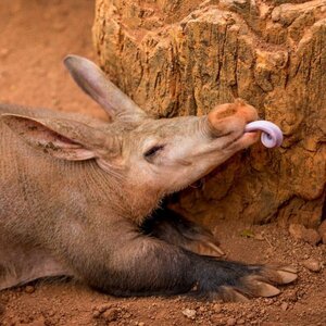 Aardvarks Are Actually Very Proper British Men In Disguise.jpeg