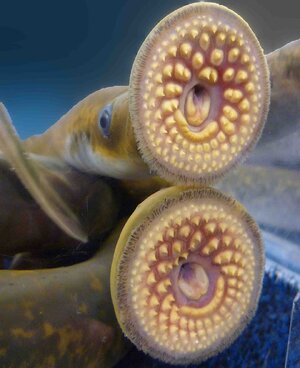 sea-lamprey.jpg