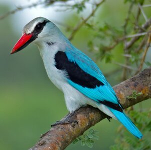 Woodland_Kingfisher_(Halcyon_senegalensis)_South_Africa.jpg