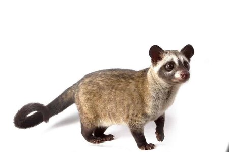 asian-palm-civet-1.jpg
