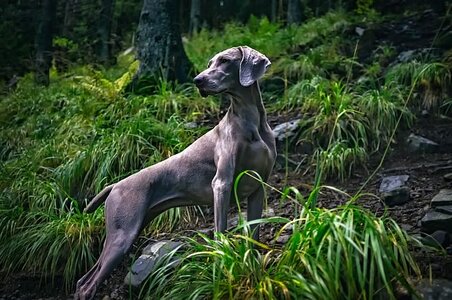 weimaraner-for-hiking.jpg