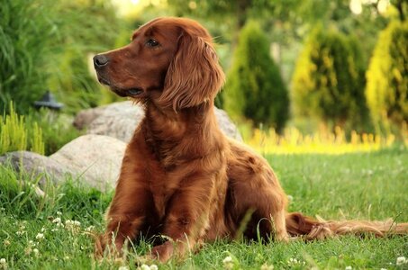 irish-setter.jpg