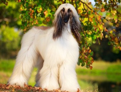 white-afghan-hound.jpg