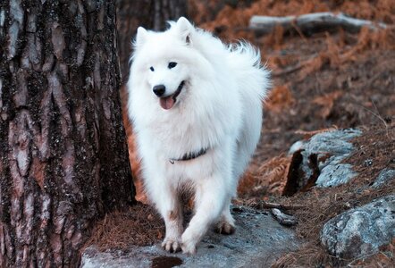 samoyeds-are-beautiful.jpg