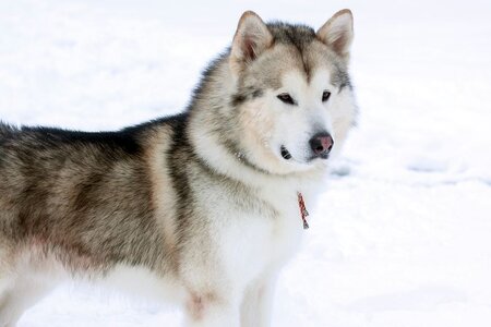 malamute-dog-pic.jpg