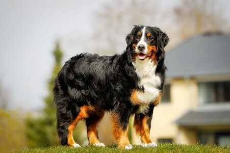 bernesemountaindog.jpg