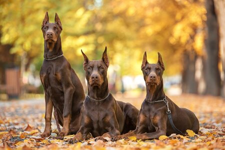 dobermanpinscher.jpg