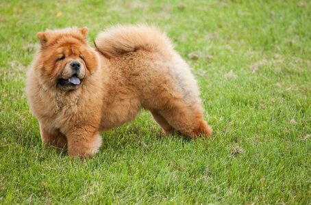 Chow-Chow-is-one-of-the-Most-Beautiful-Breeds-in-the-world.jpg