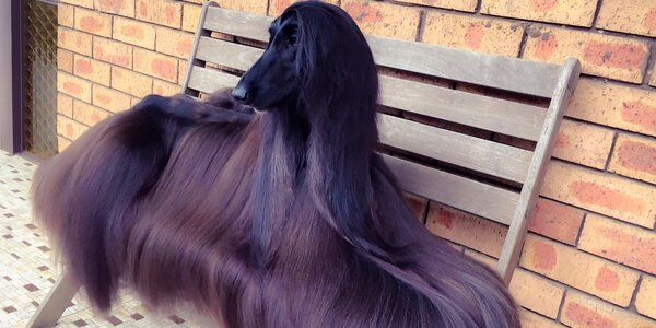 afghanhound.jpg