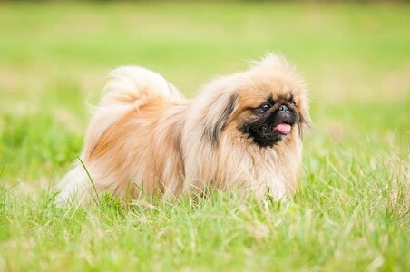 pekingese-4.jpg