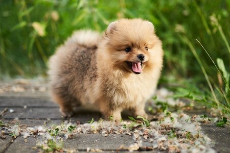 pomeranian.jpg
