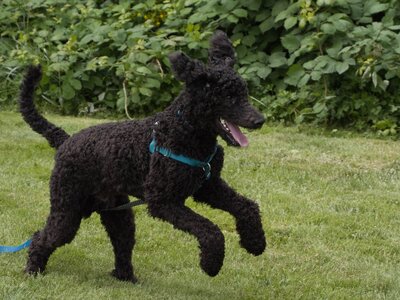 standardpoodle.jpg