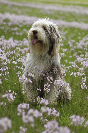 beardedcollie.jpg