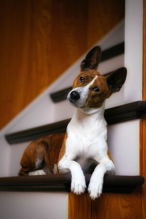 basenji.jpg