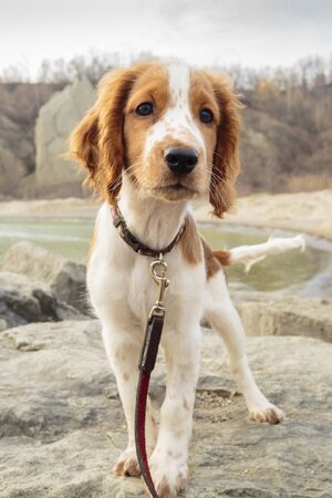 WelshSpringerSpaniel.jpg