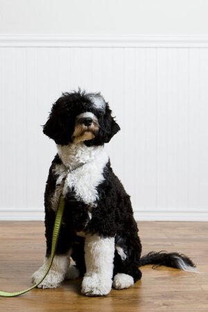 portuguesewaterdog.jpg