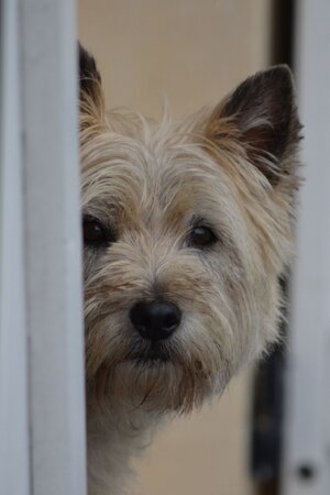 cairnterrier.jpg