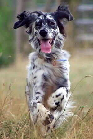 englishsetter.jpg