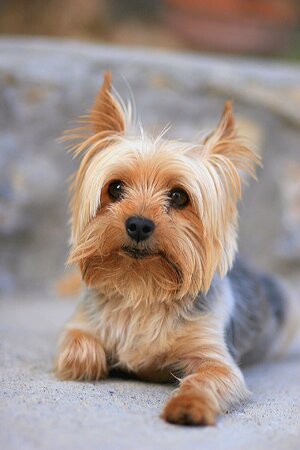 yorkshireterrier.jpg
