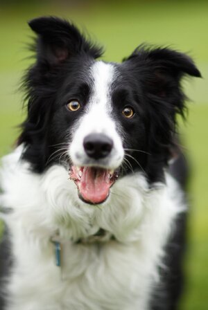 border-collie.jpg