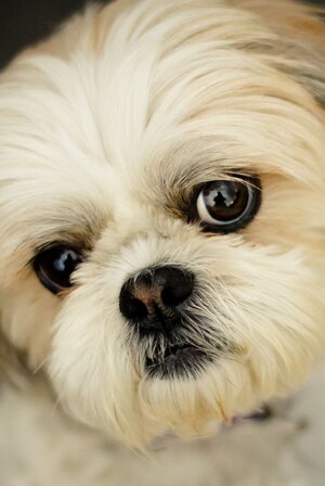 shih-tzu.jpg